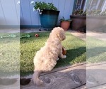 Small Photo #13 Aussie-Poo-Poodle (Miniature) Mix Puppy For Sale in PIONEER, CA, USA