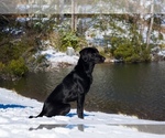 Small #28 Labrador Retriever