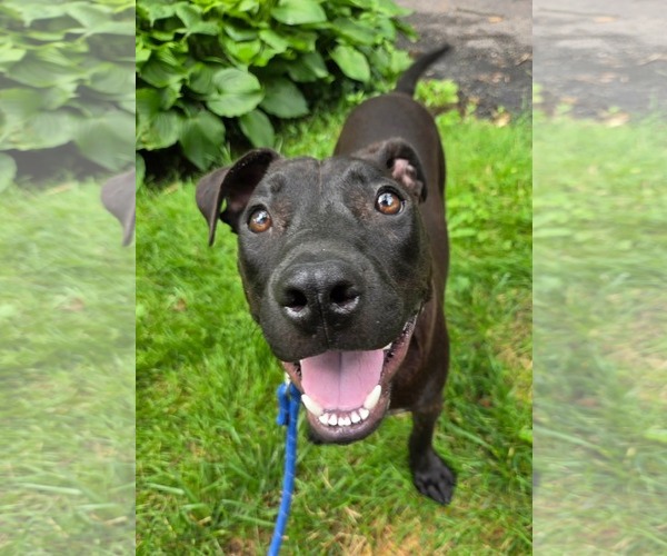 Medium Photo #9 American Pit Bull Terrier-Unknown Mix Puppy For Sale in Germantown, OH, USA
