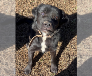 Mutt Dogs for adoption in Rockaway, NJ, USA