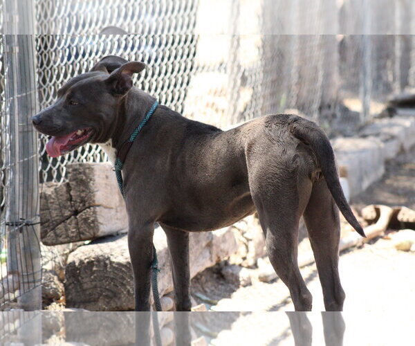Medium Photo #1 Mutt Puppy For Sale in El Centro, CA, USA
