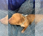 Small #1 Goldendoodle (Miniature)