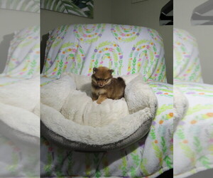 Pomeranian Puppy for sale in COOKEVILLE, TN, USA