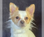 Small Chihuahua Mix