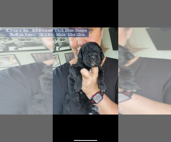 Medium Photo #42 Bernedoodle Puppy For Sale in BELMONT, NC, USA