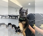 Puppy Diesel German Shepherd Dog