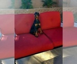 Small Photo #6 Doberman Pinscher Puppy For Sale in PALMDALE, CA, USA