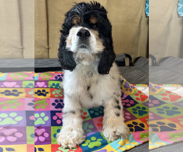Medium Photo #4 Cocker Spaniel Puppy For Sale in Pacolet, SC, USA