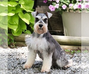 Mother of the Schnauzer (Miniature) puppies born on 09/09/2025