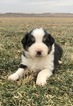 Small Photo #1 Australian Shepherd Puppy For Sale in ROBERTS, IL, USA