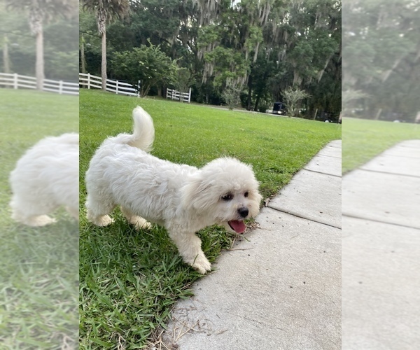 Medium Photo #2 Maltipoo Puppy For Sale in LITHIA, FL, USA