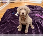 Small Photo #1 Labrador Retriever Puppy For Sale in SANTA MONICA, CA, USA