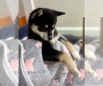 Small #2 Pomsky-Shiba Inu Mix