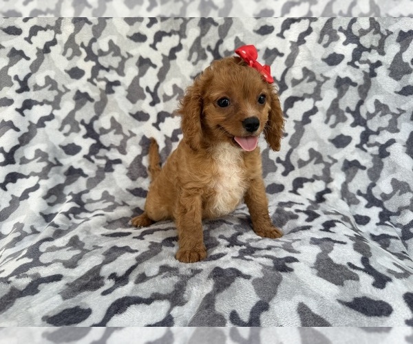 Medium Photo #7 Cavapoo (Miniature) Puppy For Sale in LAKELAND, FL, USA