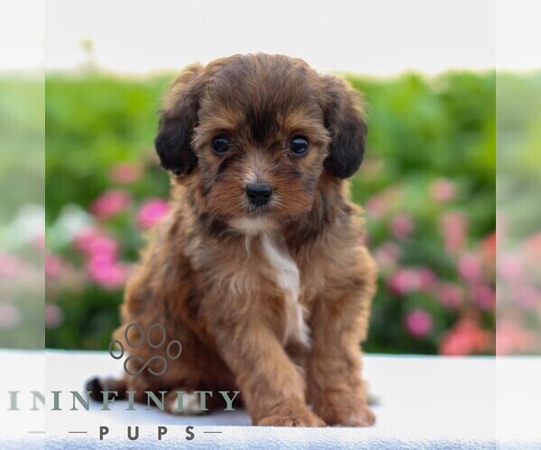 Medium Photo #1 Cavapoo Puppy For Sale in LEOLA, PA, USA