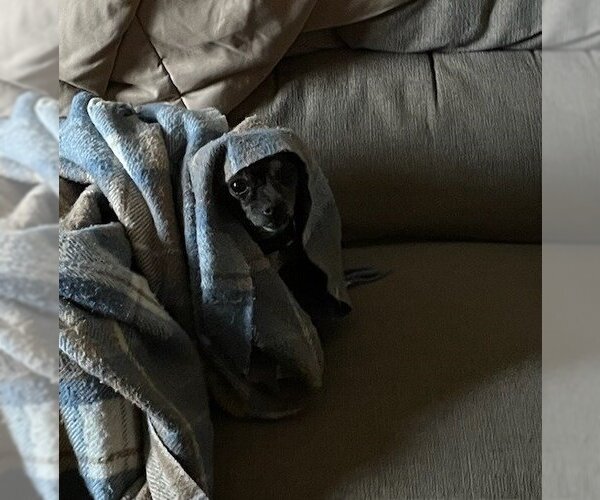 Medium Photo #2 Chihuahua Puppy For Sale in WESTHAMPTON, MA, USA
