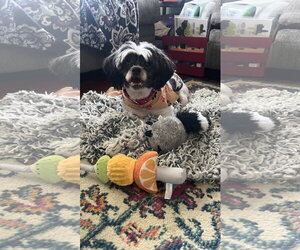 Shih Tzu-Unknown Mix Dogs for adoption in New London, WI, USA