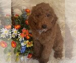 Small #3 Poodle (Miniature)