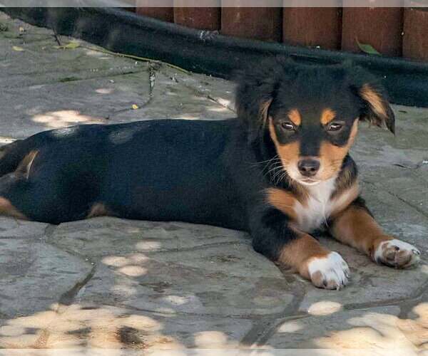 Medium Photo #8 Chihuahua-Colonial Cocker Spaniel Mix Puppy For Sale in Corona, CA, USA