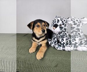 Golden Shepherd Puppy for sale in FRANKLIN, IN, USA