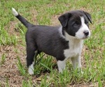 Puppy 1 Border-Aussie