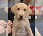 Small Photo #5 Labrador Retriever Puppy For Sale in POCAHONTAS, IL, USA