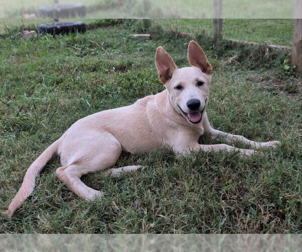 Medium Photo #2 German Shepherd Dog-Unknown Mix Puppy For Sale in Germanton, TN, USA