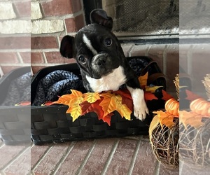 Faux Frenchbo Bulldog Puppy for sale in NORTH SALEM, IN, USA