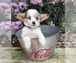 Small #3 Pembroke Welsh Corgi