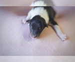 Small Photo #4 Collie Puppy For Sale in PILOT, VA, USA