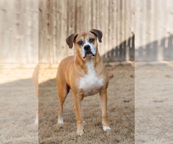 Medium Photo #3 Boxer-Unknown Mix Puppy For Sale in McKinney, TX, USA