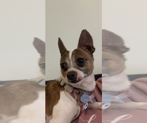 Medium Photo #4 Chihuahua Puppy For Sale in Mundelein, IL, USA