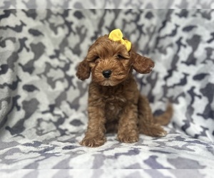 Cavapoo Puppy for sale in LAKELAND, FL, USA