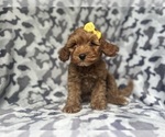 Small Cavapoo