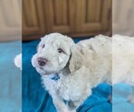 Puppy Wolfgang Puck Goldendoodle