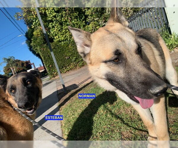 Medium Photo #1 Huskies -Unknown Mix Puppy For Sale in Woodland Hills, CA, USA