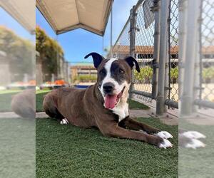 Mutt Dogs for adoption in Chula Vista, CA, USA