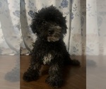 Small #3 Poodle (Miniature)
