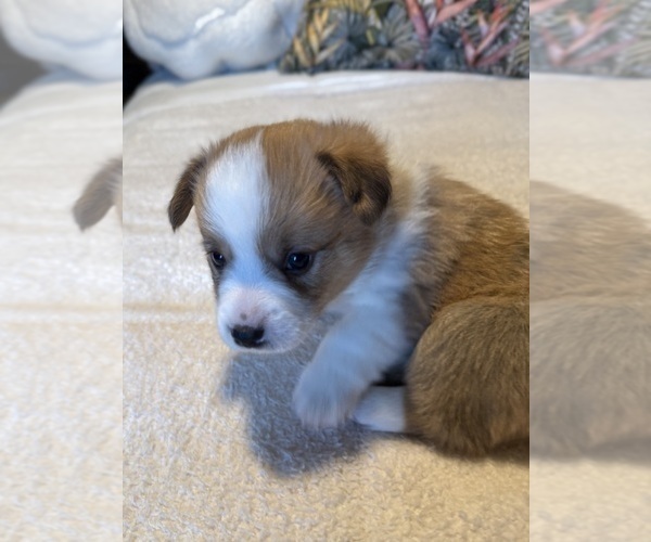 Medium Photo #17 Pembroke Welsh Corgi Puppy For Sale in GRAND RAPIDS, MI, USA