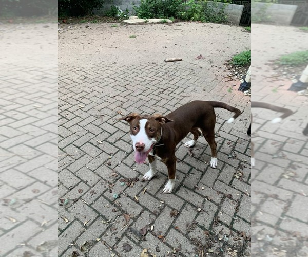Medium Photo #1 American Pit Bull Terrier-Unknown Mix Puppy For Sale in COLUMBIA, MD, USA