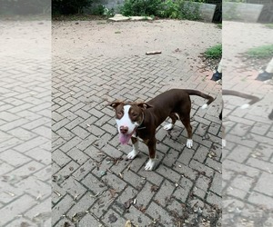 American Pit Bull Terrier-Unknown Mix Dogs for adoption in COLUMBIA, MD, USA