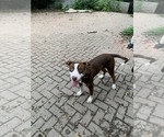 Small American Pit Bull Terrier Mix