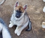 Small Photo #5 Wolf Hybrid Puppy For Sale in BURLESON, TX, USA