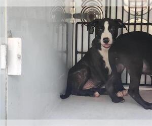 Staffordshire Bull Terrier-Unknown Mix Dogs for adoption in Houston, TX, USA