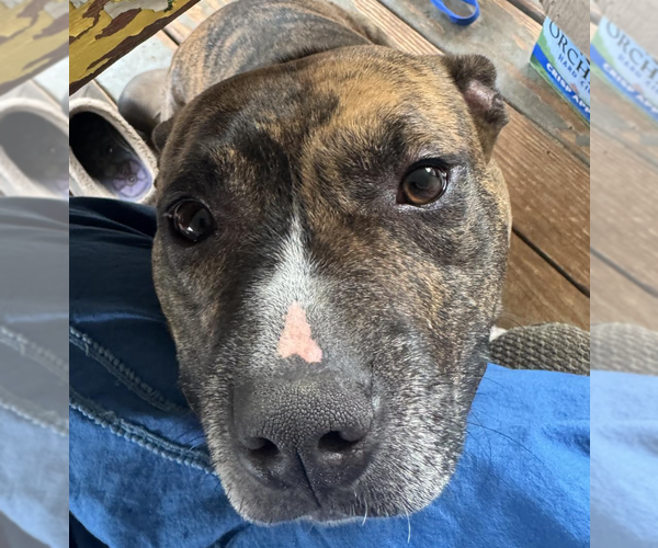 Medium Photo #4 American Staffordshire Terrier-Unknown Mix Puppy For Sale in Decatur, GA, USA