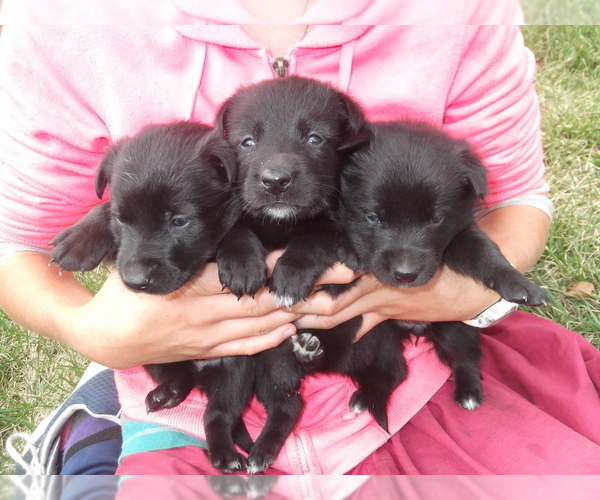Medium Photo #2 Border Collie-Norwegian Elkhound Mix Puppy For Sale in CHATFIELD, MN, USA