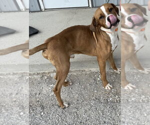 Buckeye - Male Boxer-Unknown Mix Dog for Adoption - Photo #3