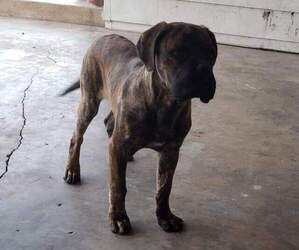 Doubull-Mastiff Puppy for sale in WEST PLAINS, MO, USA