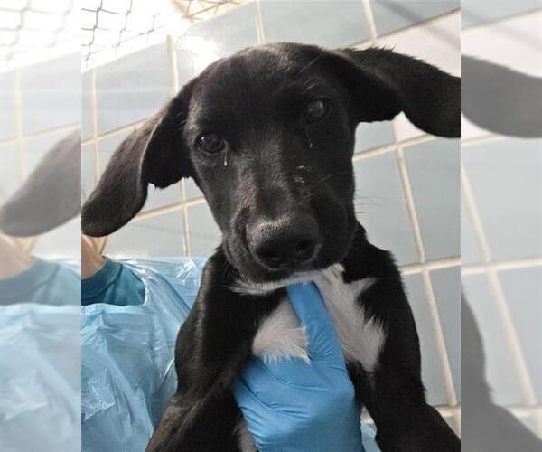 Medium Photo #2 Labrador Retriever-Unknown Mix Puppy For Sale in San Antonio, TX, USA