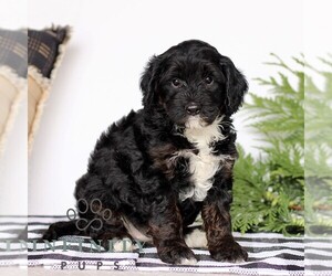Goldendoodle (Miniature) Puppy for sale in LITITZ, PA, USA